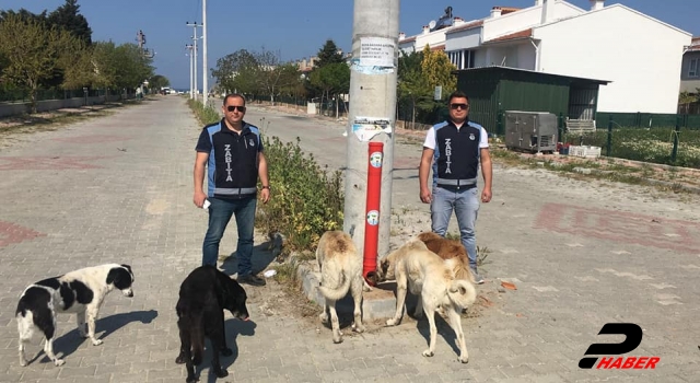 Enez'de sokak hayvanları düzenli olarak besleniyor