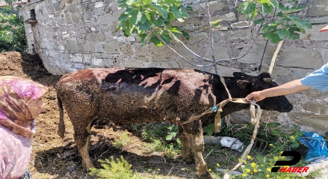 AFAD ekipleri gübreliğe saplanan ineği kurtardı