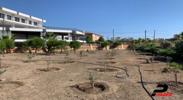 Ayvalık Meslek Yüksekokulunun bahçesi zeytin fidanlarıyla ağaçlandırıldı