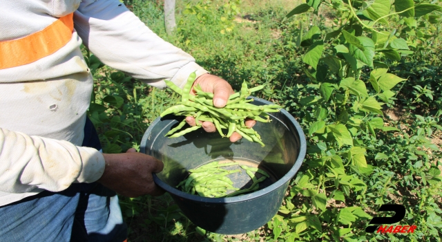 Tescilli ürün "boncuk fasulye"de hasat başladı