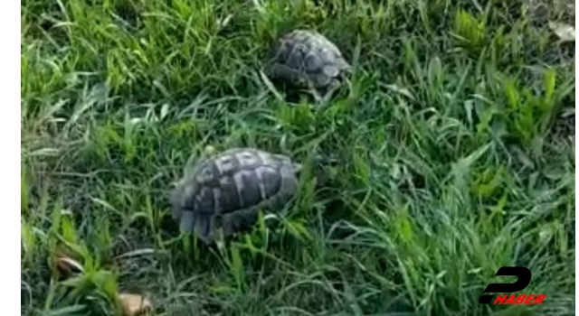 Kocaeli’de kuyuya düşen kaplumbağaların yardımına belediye ekipleri koştu