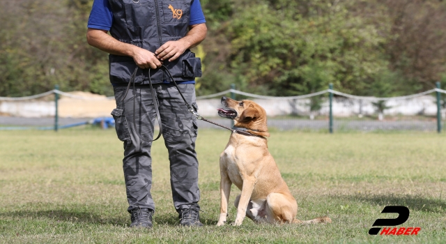 Sokak köpekleri, hassas burunlarını kayıpları bulmak için kullanacak