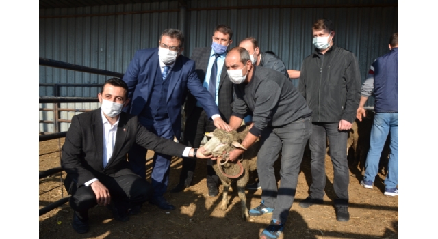 Biga’da sürü sahiplerine 15 damızlık koç dağıtıldı