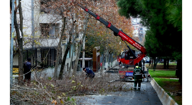 Bağcılar’da ağaçlara kış bakımı yapılıyor