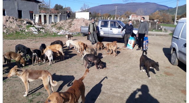 Balıkesir’de sokak hayvanları için mama bırakıldı