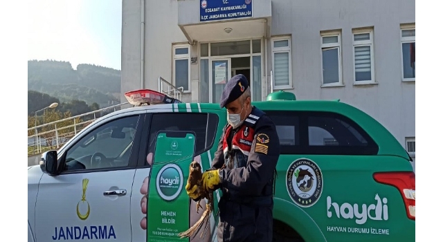 Eceabat’ta yaralı bulunan kızıl şahinin tedavisine başlandı