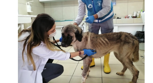 Ümraniye’de sahibi tarafından terk edilen yaşlı köpeğe belediye sahip çıktı