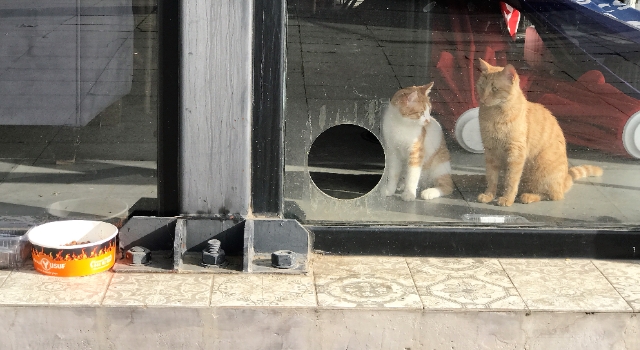 Salgın sürecinde kapalı kalan kafeterya sokak kedilerine yuva oldu