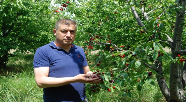 Bayramiç’te kiraz hasadı başladı