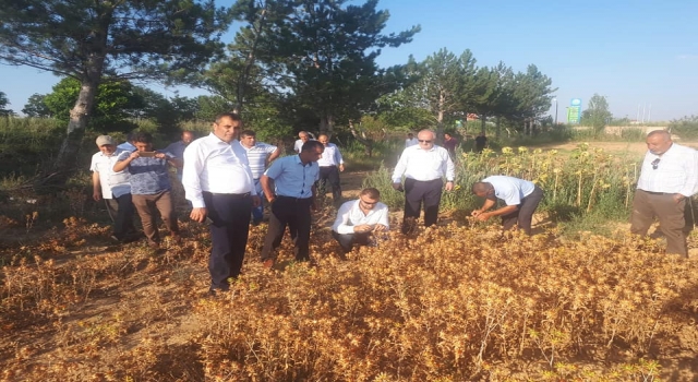 Kocaeli’de aspir yağ tesisi kurulacak