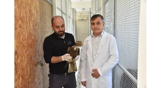 Bilecik’te yaralı bulunan şahin tedavisinin ardından doğaya bırakıldı
