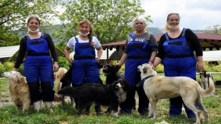 Sokak hayvanlarına "anne şevkati" ile bakıyorlar