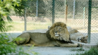 Hayvanat bahçesinin sakinleri bayramda ziyaretçilerini bekliyor