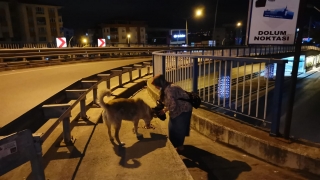Sokak hayvanlarına 6 yıldır pazar arabasıyla yiyecek taşıyor