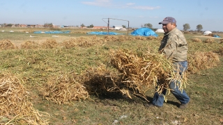 Kazak fasulyesinde hasat başladı