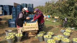 İnegöl’de 6 bin dekar alanda deveci armudu hasadı başladı