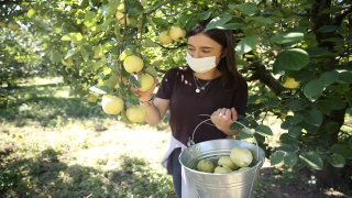 Ayva, rekoltesi ve fiyatıyla üreticinin yüzünü güldürüyor