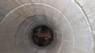 Kocaeli’de kuyuya düşen köpeği itfaiye ekipleri kurtardı