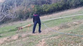 Kocaeli’nde 6 metrelik su kuyusuna düşen çakal kurtarıldı