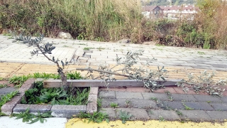 Karamürsel’de zeytin ağaçlarına zarar verdiği iddia edilen şüpheliler aranıyor