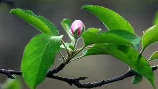 Kırklareli’de ”yalancı bahara” aldanan meyve ağaçları çiçek açtı