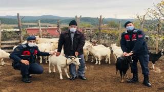 Çanakkale’de ormanda kaybolan koyunlar, drone yardımıyla bulundu