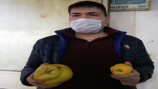 Manyaslı ziraat mühendisi tanesi 900 gram olan ayvalar yetiştirdi