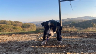 Sakarya’da otomobiliyle yavru köpeğe çarpan sürücünün yoluna devam etmesi güvenlik kamerasında