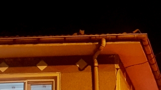 Bursa’da itfaiye ekiplerinin kedi kurtarma operasyonu sonuçsuz kaldı
