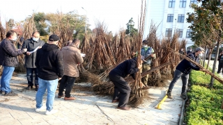 Yalova’da çiftçilere 10 bin fidan dağıtıldı