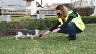 Balıkesir’de sokağa çıkma kısıtlamasında sokak hayvanlarını unutmadı