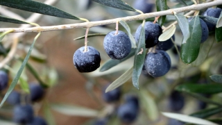 ”Borlu kaolin” üreticinin yüzünü güldürüyor