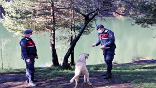 Bilecik’te jandarma ekipleri kırsaldaki hayvanları besledi