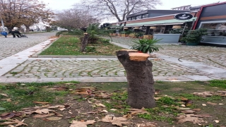 Yalova’da kimliği belirsiz kişilerce kesilen ağaçların yerine yenileri dikildi