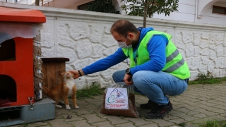 Yalova Belediyesi ekipleri hafta sonlarında sokak hayvanlarını besliyor