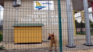 Karamürsel’de atık yemekler Türk Kızılay aracılığıyla sokak hayvanlarına ulaştırılıyor 