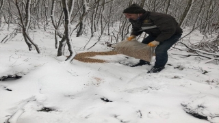 Tekirdağ’da yaban hayvanları için doğaya yem bırakıldı