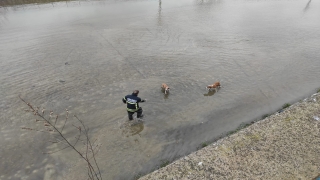 Kocaeli’de dereye düşen 2 köpek kurtarıldı