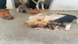 Osmaneli Belediyesi karda sokak hayvanlarını unutmadı