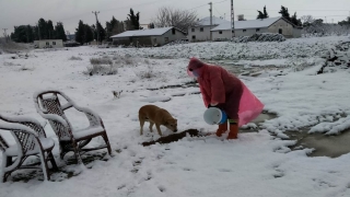Altınova’da sokak hayvanları unutulmadı