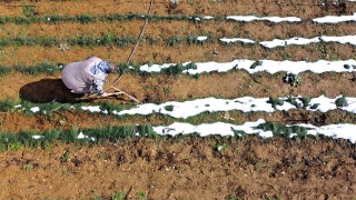 ”Mucize bitki” safranın Bilecik’te deneme amaçlı yapılan ekiminden 131 gram ürün alındı