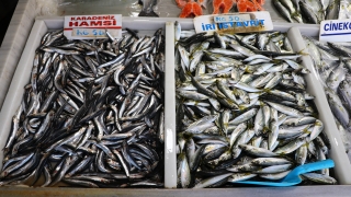 Balıkçılar ağlara yapışan deniz salyası nedeniyle avlanamayınca tezgahtaki balığın fiyatı arttı 