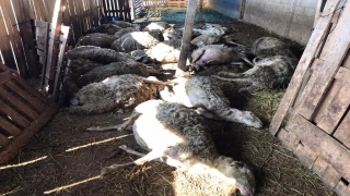 Kırklareli’nde bir ağıldaki telef olan 27 koyun gömülerek imha edildi