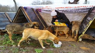 Hayvan severler önce sokak köpeklerini besledi, ardından Nevruz Bayramını kutladı