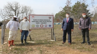 ”Kırklareli Arısı Islah Projesi” çalışmaları sürüyor