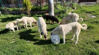 Gelibolu ilçesinde hayvanseverler sokak hayvanlarını besledi