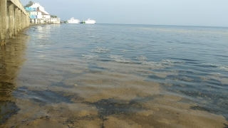Plankton çoğalması sonucu Mudanya sahili kahverengiye büründü