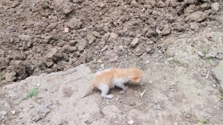 Kocaeli’de aracın motoruna sıkışan kedi ve yavrusu kurtarıldı