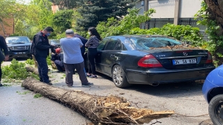 Kadıköy’de otomobilin üzerine ağaç devrildi
