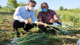 Kandıra Belediye Başkanı Adnan Turan, çiftçilerle pırasa hasadı yaptı